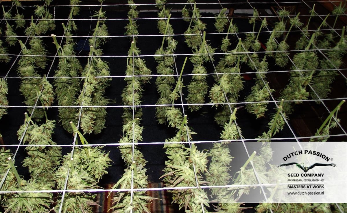 0613405ee5e49d7ae59211cfe770a02a