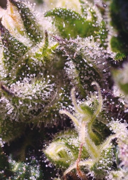 0fbee065925260b64c0ae79fda8d2faa