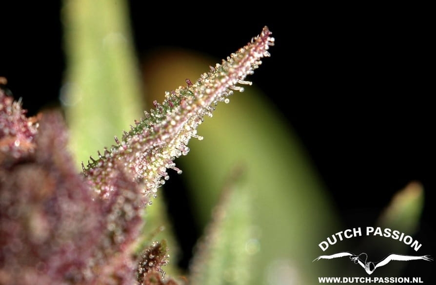 1f40203aae770fb22b49d707c45c3f49