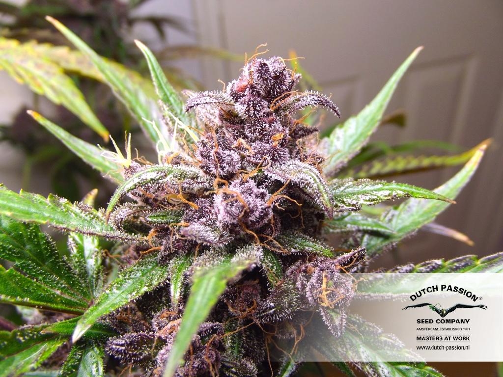 42b6b4e95e565b434a5b69f13f929cce