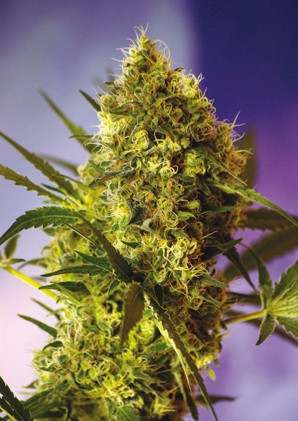 43240373c5de92a0563a3a938e79c588