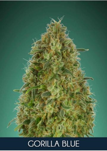 65a29a00ed271e0b23565003832778e1