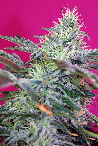 67c5e109553fe9467da58e81093ff33c