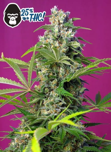 6c7ad51e49534d60f2d2c78413a93ce3