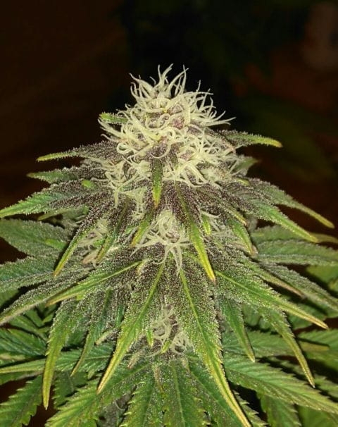 a0342d18791d01274a3ef4369e5d59d6