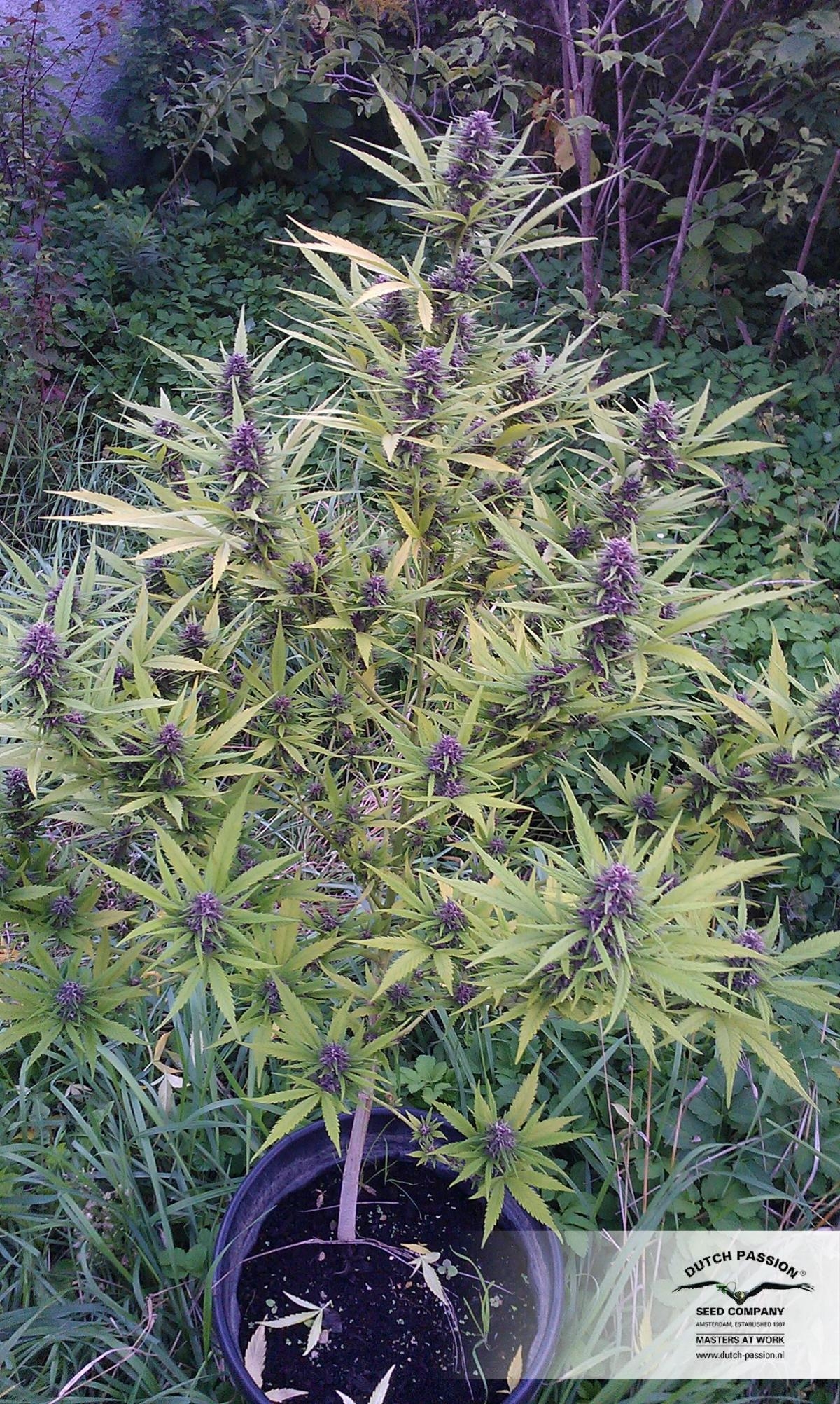 a14ba80e1d5ecdfc2e5af4eb7d8ee01f