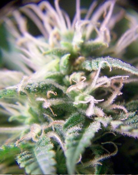 b028ad3c06a3de7c25e3d14198a490d7