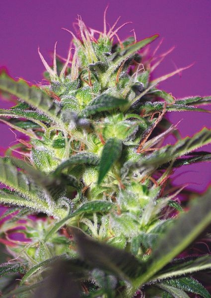 cd0f15a0a435440ce7f2a158e9c7ae9b