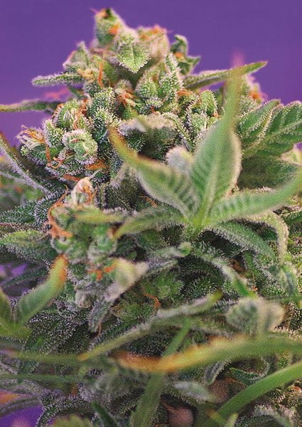 ce3d8e4e8a4daa4c5e9c7381c0c9b8d4