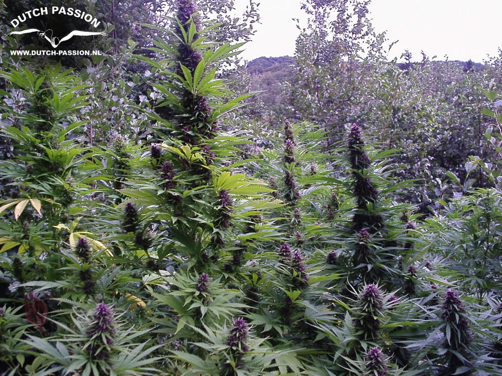 dc1558e723bb1ab1ebf5e132393fa685