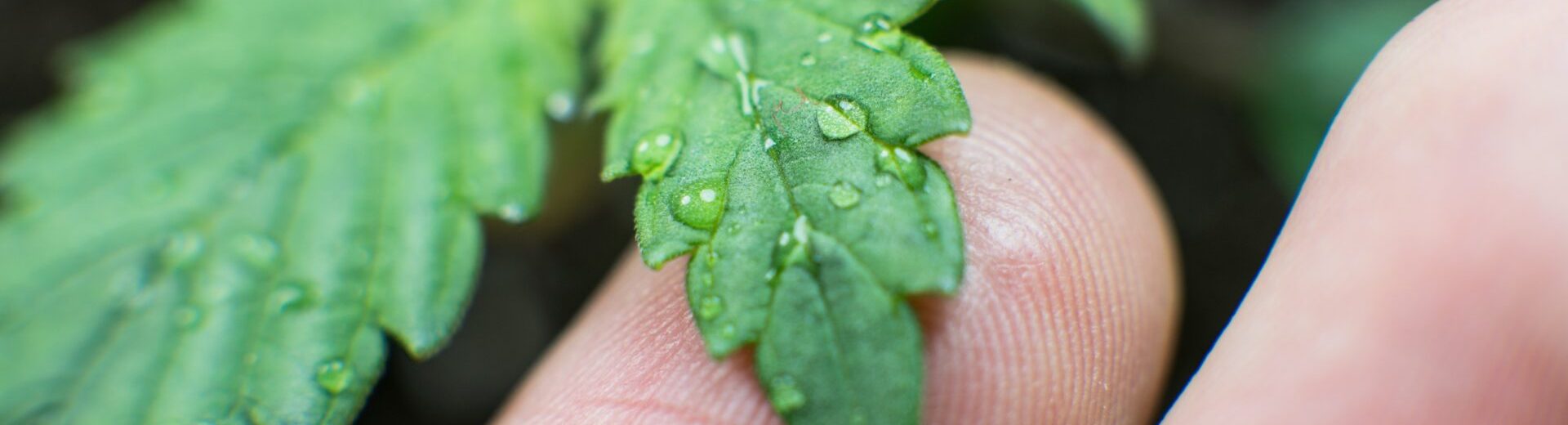 Water management and plant care - vegging process with marijuana. Plants 
watering process